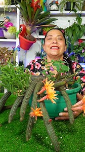 1.8M views · 16K reactions | No cambies de lugar tu cactus, le puede pasar esto #cactus #flores #jardin | Jardín De La Chita | Facebook