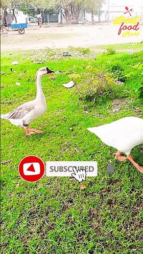 Quackin' and Honkin': Ducks and Geese at Play #ytshorts #viral #viralvideo #ytshort #ytshortsvideo