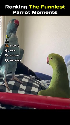 Ranking The Funniest Parrot Moments