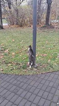 🐱Котик стоящий на задних🐾 лапках, прислонившаяся к столбу.