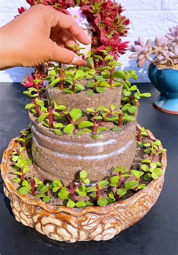 Beautiful Succulent Plant & Gardening Ideas