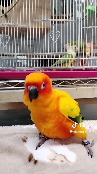 APT#ซันคอร์นัว #นกเต้น #นกแก้ว