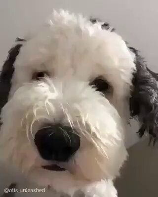Looks like snoopy 😊