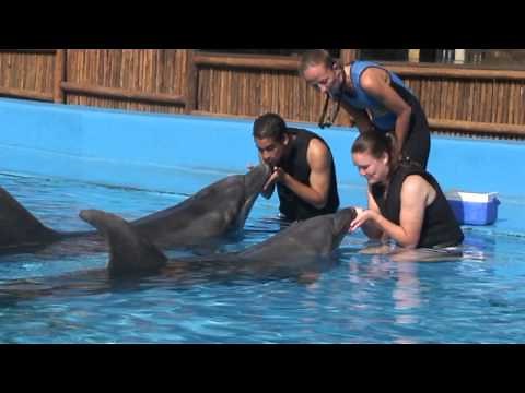 uShaka Sea World Dolphin Interaction