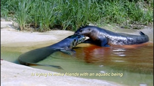 2.5K views | A Lovely Otter Making Friends | Wild animle | Facebook