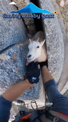 GoPro: Climber Saves Baby Goat Stuck in Rocks 🐐 #shorts