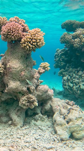 A blacktip reef shark patrolling a coral intersection in Makemo Lagoon.
