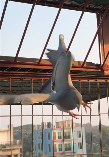 Innovative Trapdoor Installation for Our Loft