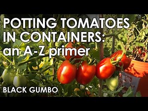 How to Pot Tomatoes in Buckets - A Basic Primer || Black Gumbo