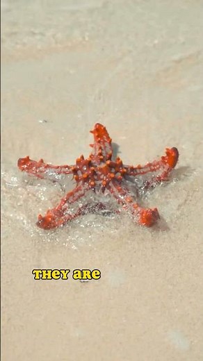 "Discover Fascinating Starfish Facts: Exploring the Wonders of Marine Life"
