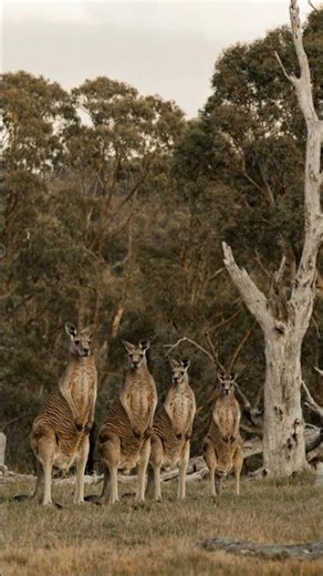 Kangaroo Gang Watching You 😳🦘#kangaroo#wildlife#animals#nature#wildlifevideo#australia#animalvideos