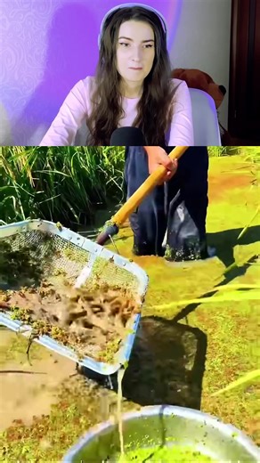 1.5K views | Rice Field Loach Harvest – Secrets of High Yield!  #farming #loach #satisfying . . . #funfact #facts #viralfacts #viral #trending | Nxtro Explain | Facebook