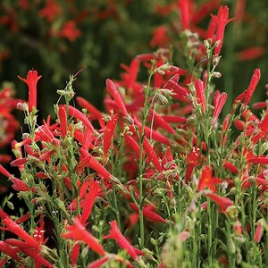 Compact Pineleaf Penstemon | Waterwise Native Beauty