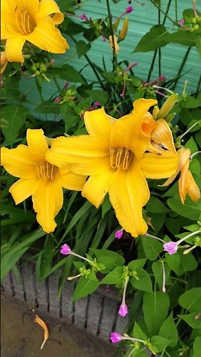 【ユリみたいな花だけどユリでないヘメロカリス】＃花＃ヘメロカリス＃園芸植物＃植物