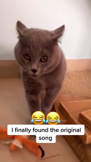 Funny Cat Songs Compilation | Singing Cats Video