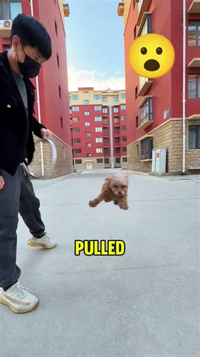 The dog jumps through the hoop! 🐕⭕