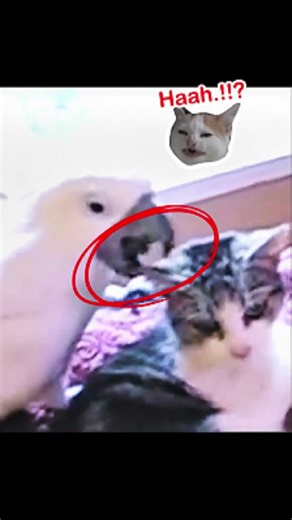 Nature.exe has stopped working 💀 #animalfriendship#unlikelyfriends #cockatoo#catsoftiktok#wholesome