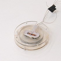 Video: Optimized Setup and Protocol for Magnetic Domain Imaging with In Situ Hysteresis Measurement