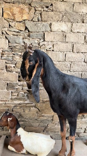 36 reactions | Sd Goat Farm #9116511323 . . . . . . . . . . . . . . . #bakramandi #bakraeid2025❤️殺 #bakraeid #9116511323 #sirohi #insta #राजस्थान_का_सबसे_बड़ा_goat_फार्म #bakra #farming #bakripalan #sirohi #viralvideos #viralreels #vintage #video #vida #tren #trend #trendy #bakri #bakridmubarak️ #insta #instamood #instamusic #instagram #instafood #fall #farming #farm #farmer | Sd Goat Farm | Facebook