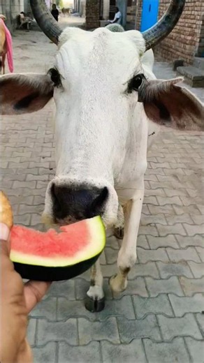 Cow ASMR: The crunch of a fresh watermelon! 🍉 #shorts #cowvideo #animals