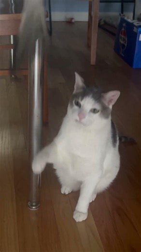 Skippy vs. feather. #cat #cats #catshorts #catvideos #cute #cutecat #adorable #catscatscats #aww