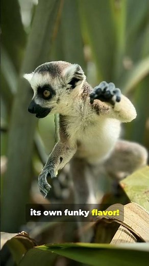 You Won't Believe These Lemur Facts!