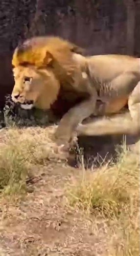 The Lion's Tail Misfortune A Snake Bite and a Run