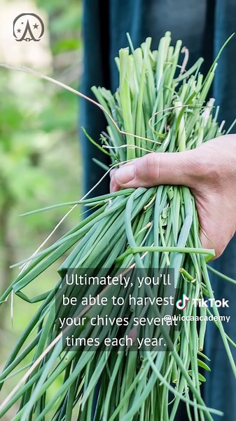 WiccaAcademy on TikTok