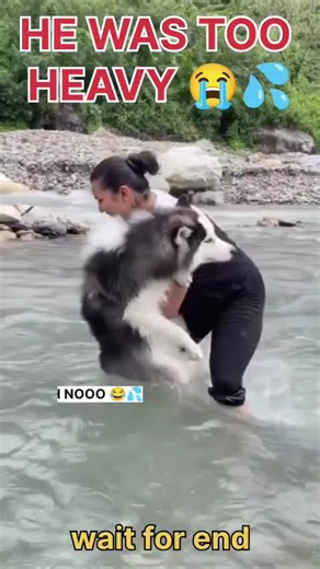 Husky Falling On River Mid 😭😂 (Instant Regret) #shorts #viral