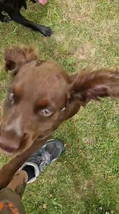 Little Molly one of violets puppies visiting for a week so thought let's get her on packwalks to teach calmness and how to act around other dogs , look how well mannered and calm the adult dogs are teaching her how to interact within a group of dogs , behaviour breeds behaviour. | Second to None Dog Training and Walking Service