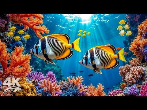 Crystal Blue Aquarium 4K ULTRA HD 🐠 Colorful Coral Fish & Peaceful Ocean Sounds for Sleep