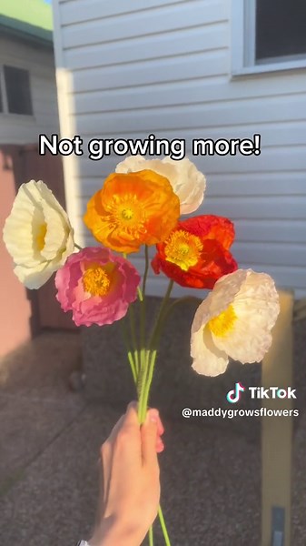 Growing Poppies: A Beginner's Guide to Cultivating Beautiful Flowers