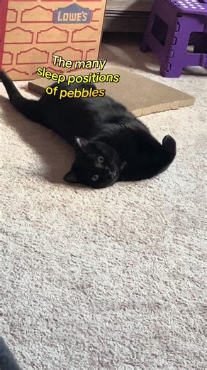 The Many Sleep Positions of Kittens: Pebbles and Trish