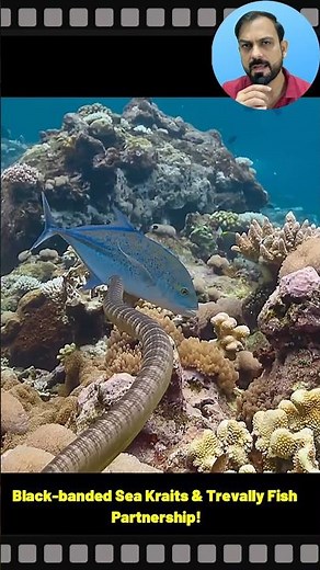 The most unusual partnership between snake and fish #shorts