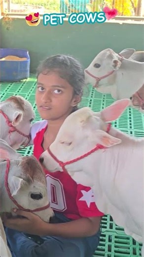 The Sweetest “Pet Cows” You’ll See Today 💘 No Joke #pet #cow #love #aww #wow #now #vid #fyp #cute