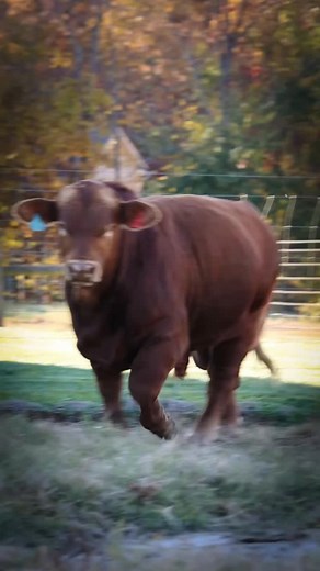 64 reactions · 33 comments | Happy Sunday! This great young bull is available…contact us for more info! #beefmaster #beefmastercattle #livestock #beefmasterbreeders #cattle | G&M Cattle Co. | Facebook