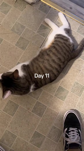 FadedDog (@fadeddog)’s videos with original sound - angie_the_elf