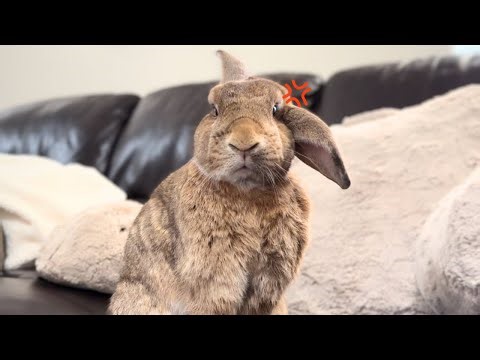 When Rabbit Gets Alien Signals!🐰🛸