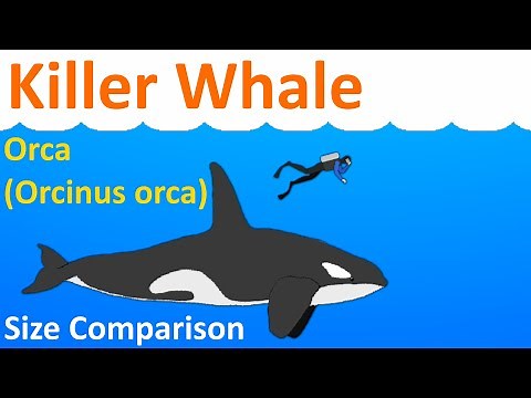 Killer Whale / Orca (Orcinus orca) - Animated Size Comparison