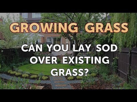 Can You Lay Sod Over Existing Grass?