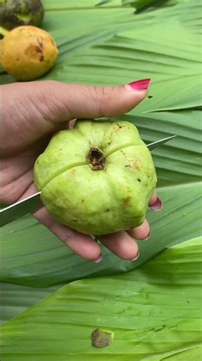 Fres Guava Fruit #guava