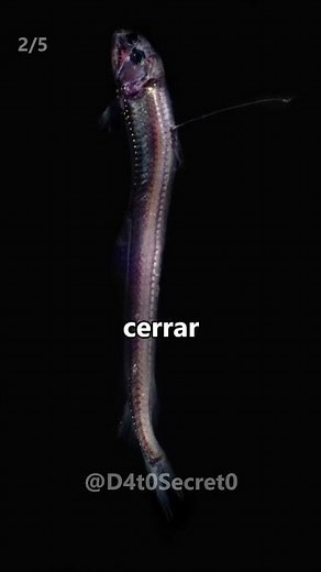 5 Datos Que No Sabías Sobre Los Animales Abisales 🐙