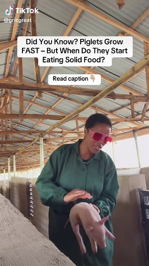 Weaning Process for Piglets: Essential Steps and Tips