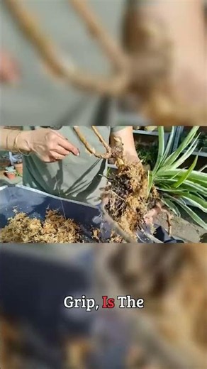 Moss Ball Magic / A Safe Start for Every New Root