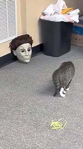 Episode 154 | Funny cat videos #funnycats #funnyanimals #funnypets #funny #cat #catsoftiktok #pet #animals #catlover #fyp #foryou #🤣🤣🤣 #PetsOfTikTok #cattok #fbreels23 #reelsvideoシ #viralreelsfbpage #fbpost2024 #fbreelsfypシ゚viral #viralvideoreelsfb #viralpage2024 #reelsfbviral #fbreels #fbreelsvideo #viralfb #viralbanget #viralreelsfb #viral_video #viralshorts #viralcontent #viralfacts #virtualassistant #reelsviralfb #reelsoftheday #reelstrending #reelsfyp #reelsvideos #reelit #reelsfypシ2023 