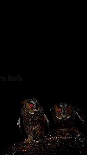 21K views · 465 reactions | Stygian owl 黎 The ghost owl 勞 #shorts #owls #stygianowl #birds #viralreelsfb | Facts Hub | Facebook