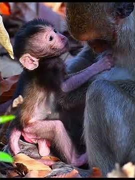 So Adorable Wildlife Baby Monkey Moments #wildlifeentertainment #entertaininganimals #animals