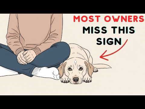 Psychology of Dogs That Sit on Your Feet (The Hidden Meaning) | pet science