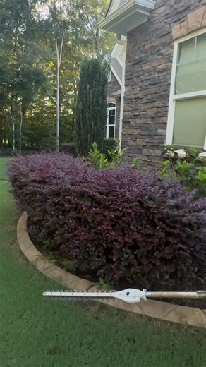 Gabriel Compagna on Instagram: "Bush compilation #bushy #bush #trimm"