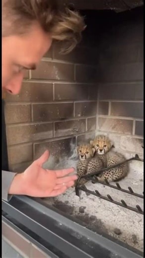 This Cheetah Dropped Her Sick Cubs Through His Chimney 🐆🏠 #shorts